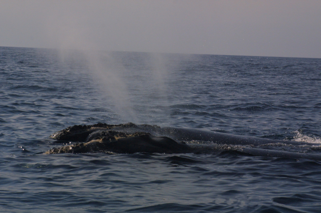 Gnarly-headed right whales blowing simultaneously