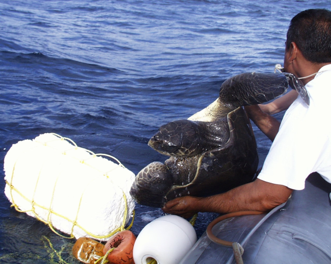 Bringing sea turtle aboard DAVID STARR JORDAN for study