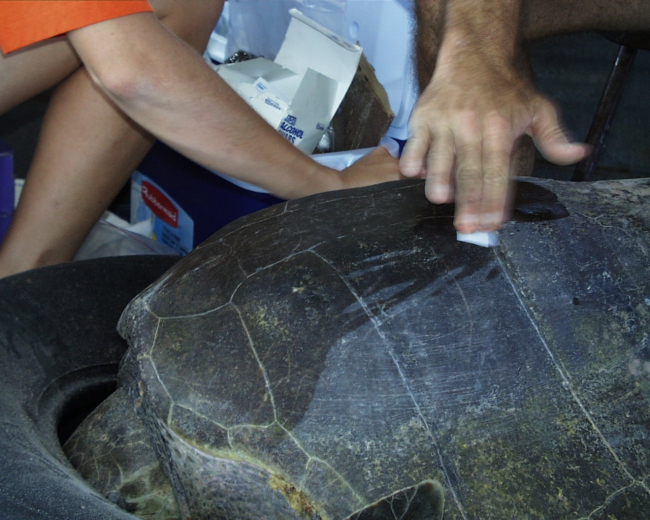 Preparing sea turtle for placing satellite transmitter on back