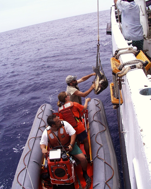 Bringing sea turtle aboard NOAA Ship DAVID STARR JORDAN for study and tagging