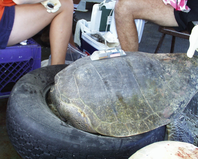 Satellite transmitter placed on sea turtle prior to release