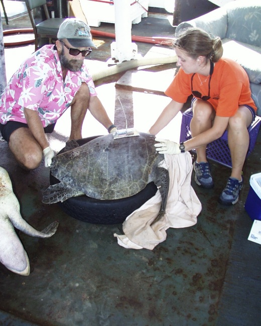 Scientists securing sea turtle after placing satellite transmitter on back