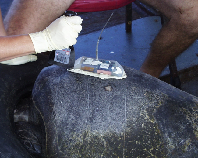 Finishing process of putting satellite transmitter on back of sea turtle