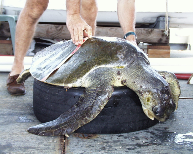 Measuring sea turtle as part of observed parameters prior to release