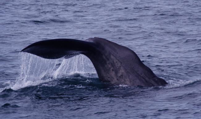 A sperm whale starting to dive in the Gulf of Alaska