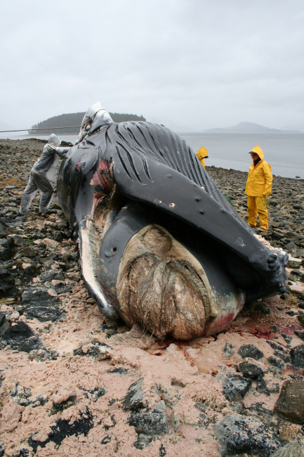 Volunteers with NMFS' Alaska Marine Mammal Stranding Network necropsya humpback whale calf