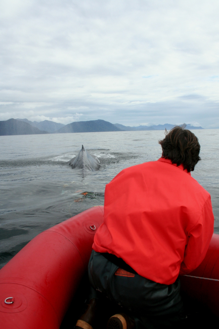 Disentanglement expert Ed Lyman prepares to attempt rescue of a satellite-tagged humpback whale entangled in gillnet
