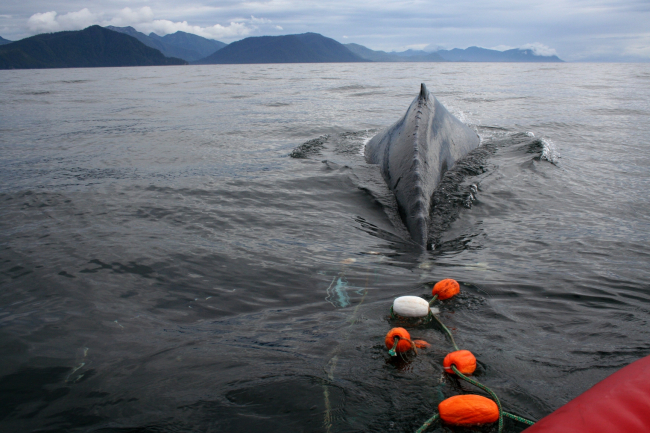 A satellite-tagged humpback whale entangled in gillnet surfaces in ChathamStrait while a rescue team prepares to cut it free