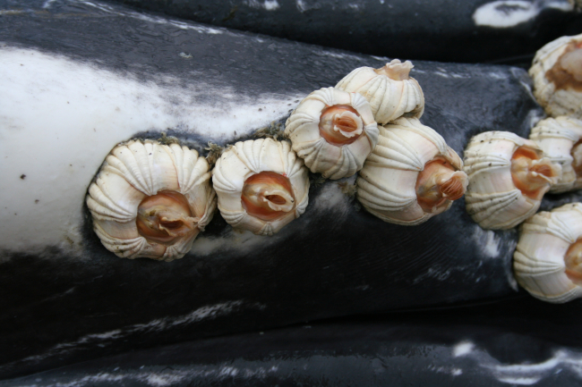Barnacles attached to the ventral pleats of a humpback whale calf (photo takenduring necropsy)