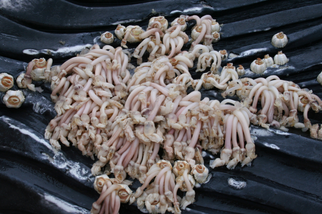 Barnacles attached to the ventral pleats of a humpback whale calf (photo takenduring necropsy)