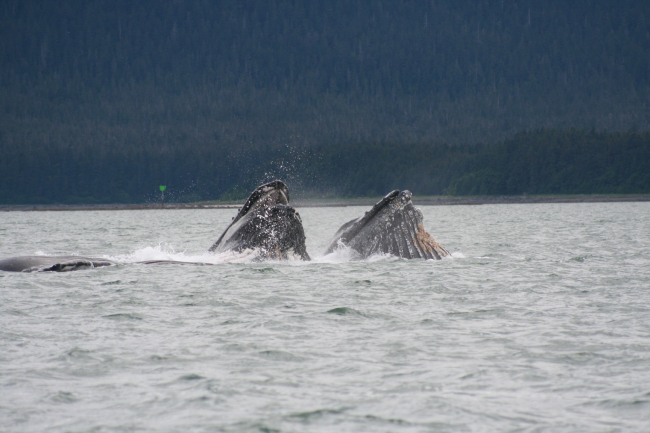 Humpback whales engage in cooperative lunge-feeding near Auke Bay, Alaska