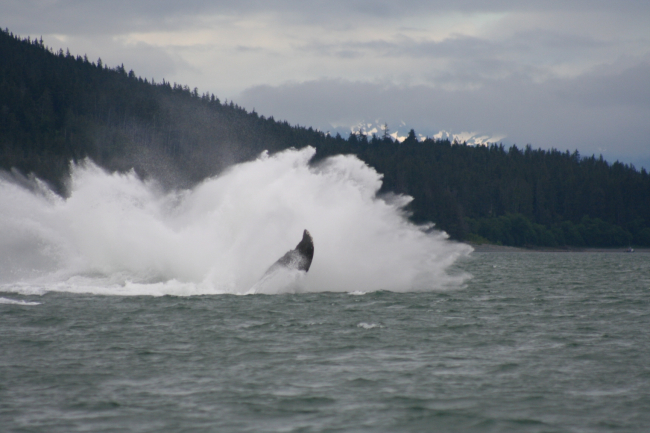 A humpback whale lands in the water after breaching near Auke Bay, Alaska