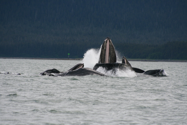 Lunge feeding humpback whales in Alaskan waters