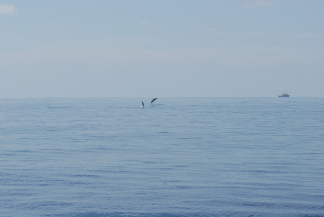 Dolphin leaping with DAVID STARR JORDAN in the distance