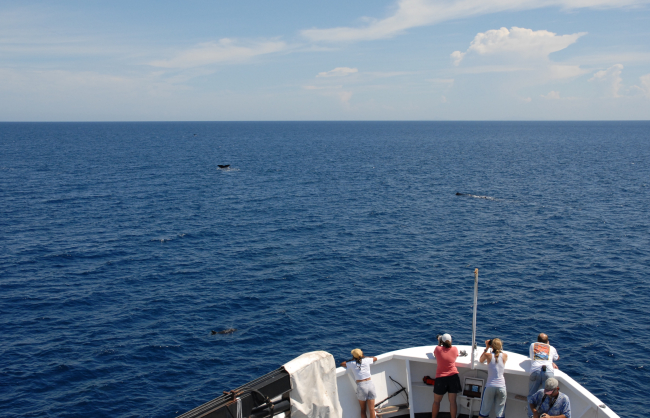 A pod of sperm whales off the bow of the DAVID STARR JORDAN