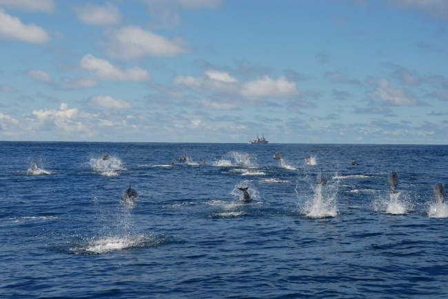 Pod of dolphin with NOAA Ship DAVID STARR JORDAN in the distance