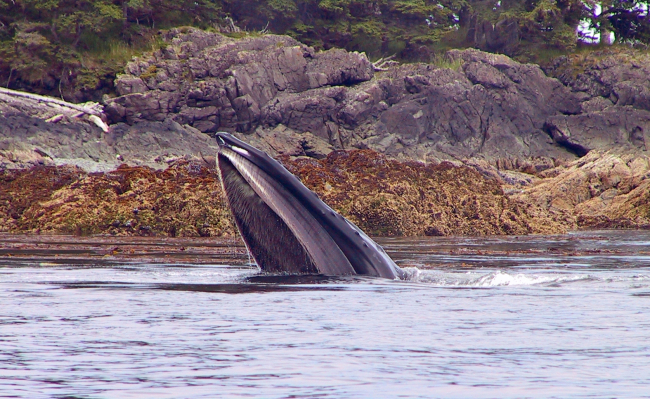 A humpback whale feeding on YOY pollock