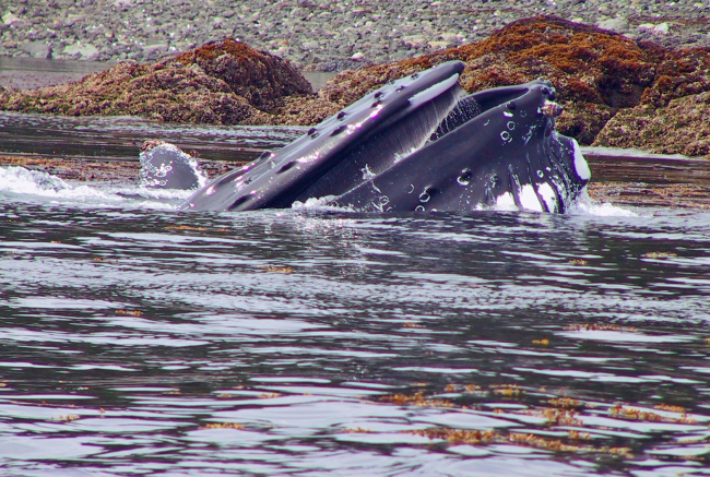 A humpback whale feeding on YOY pollock