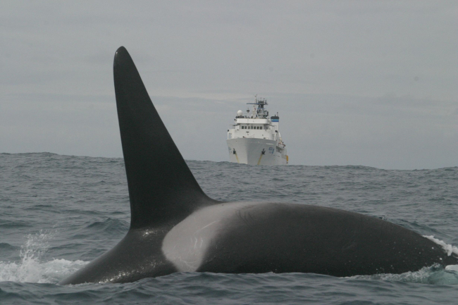 A killer whale crossing the bow of the NOAA Ship McARTHUR II