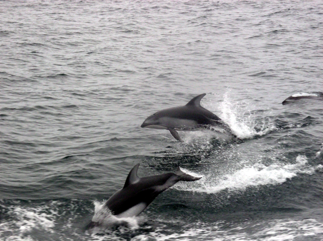 Dolphins following the NOAA Ship MILLER FREEMAN on the 2005 Acoustic Hake Survey