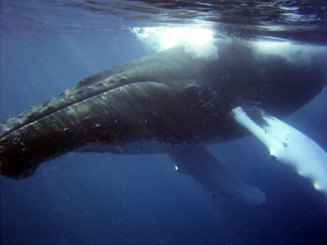 Curious humpback whale inspecting diver