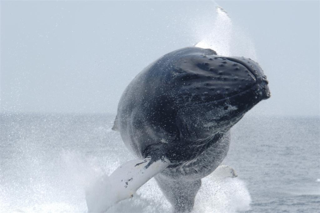 40 tons of flying humpback defying gravity