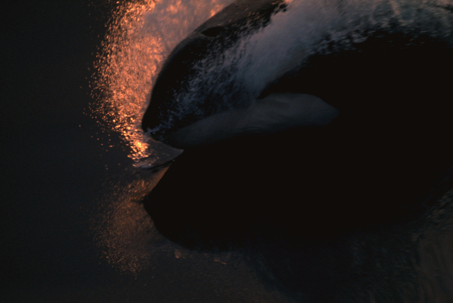 Spray from a sprinting killer whale illuminated by the late afternoon sun
