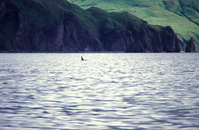 A lone killer whale (Orcinus orca) seen cruising off an Aleutian Island