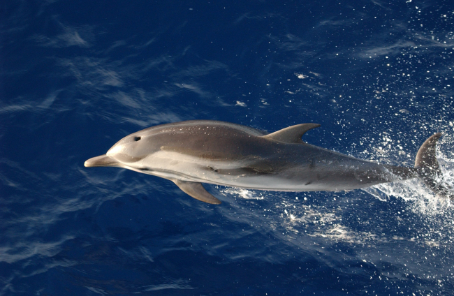 Striped dolphin