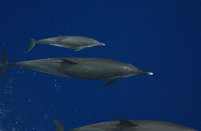 Pantropical spotted dolphin and calf