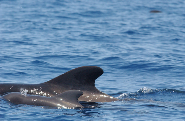 Pilot whale and calf blowing a baby spout