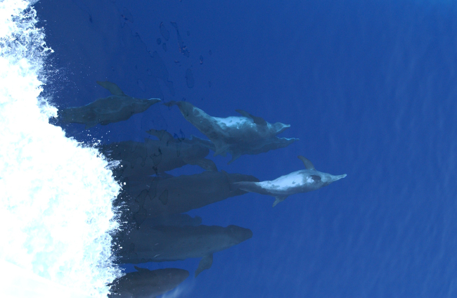 Rough-toothed dolphin and false killer whales cavorting in bow wave ofGORDON GUNTER