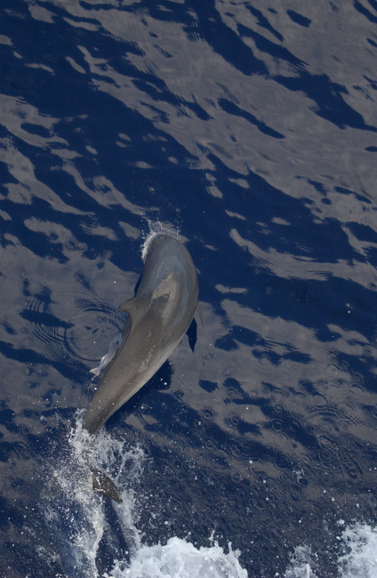 Note remora attached to left side of dolphin