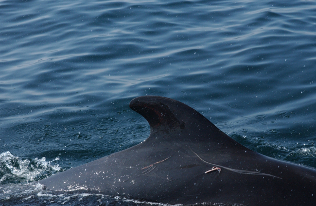 Rake marks and what appears to be an embedded hook in a pilot whale