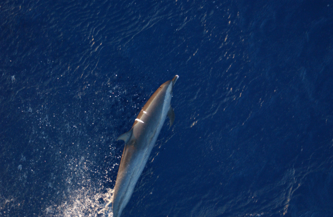 Scar in dorsal fin area of dolphin