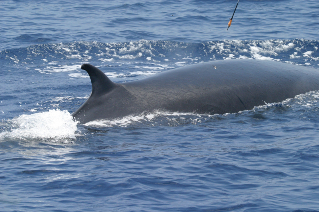Biopsy tissue-sampling dart on back of whale being retrieved