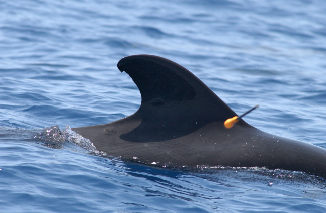 Obtaining tissue sample with cross-bow fired dart from pilot whale