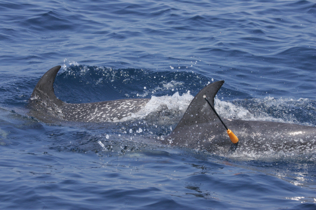 Obtaining tissue sample with cross-bow fired dart from Atlantic spotted dolphin