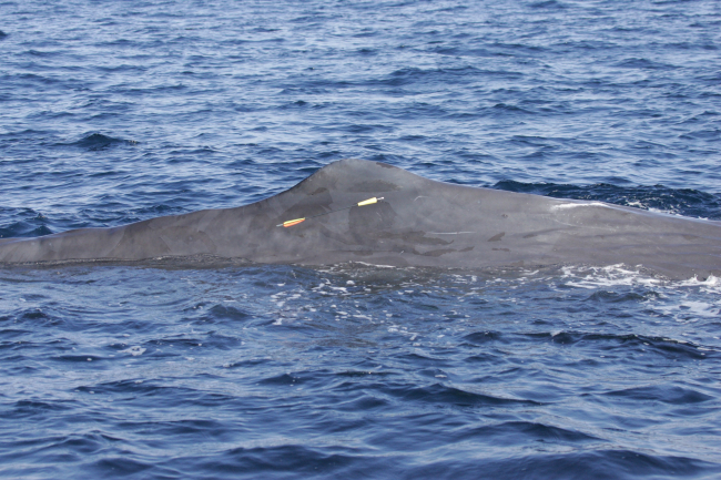 Obtaining tissue sample with cross-bow fired dart from sperm whale