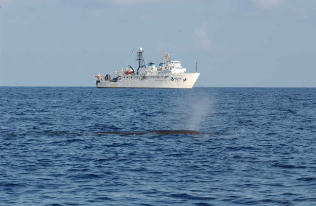 Whale blowing with NOAA Ship GORDON GUNTER in the distance
