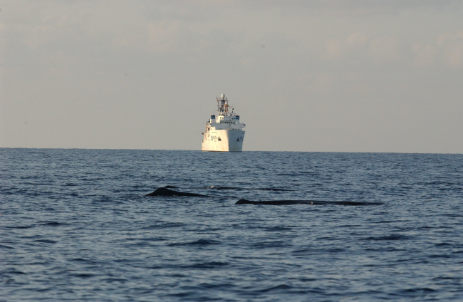 Sperm whales passing in front of NOAA Ship GORDON GUNTER