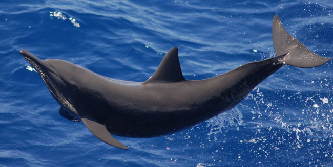 The Eastern spinner dolphin (Stenella longirostris)  is distinguised by itstriangular dorsal fin and uniform gray color