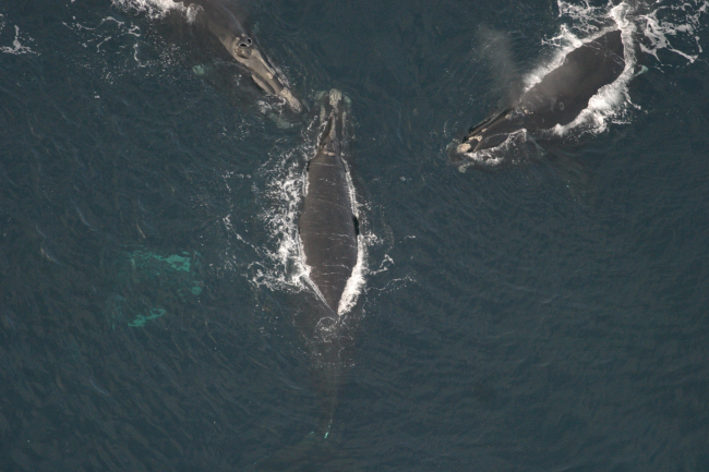 Three North Atlantic right whales are visible at the surface at Jordan Basin