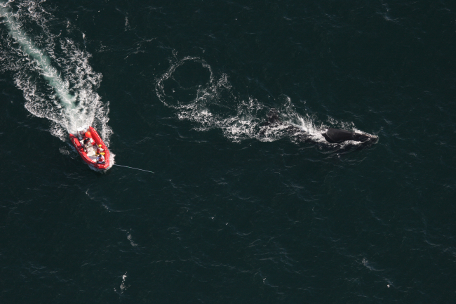 Disentangling right whale from fishing gear
