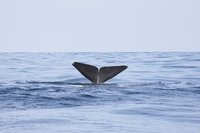 Sperm whale flukes