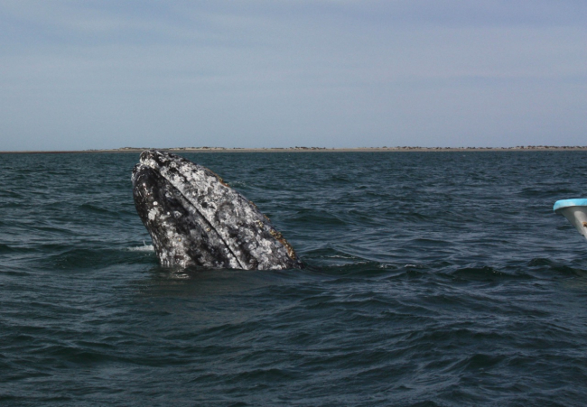 Gray whale spyhopping near a boat