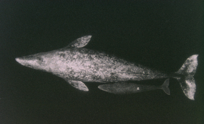 Aerial photo of a gray whale cow and calf