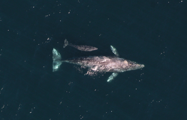 Gray whale cow and calf migrating south from Alaska to the protected birthingand nursing lagoons in Baja California