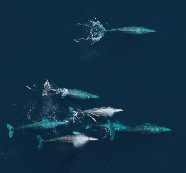 An aerial view of a pod of gray whales