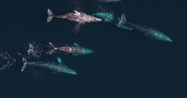 Aerial shot of a pod of gray whales